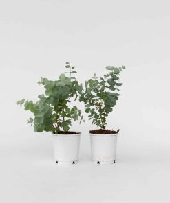 Plant in a Box - Eukalyptus - 2 Stk - Eucalyptus 'Pulverulenta' - Höhe 25-40cm - Topf 13cm