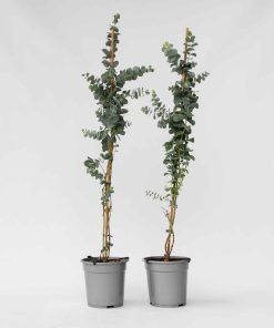 Plant in a Box - Eukalyptus - 2 Stk - Eucalyptus cinerea 'Silver Dollar' - Höhe 90-110cm - Topf 19cm