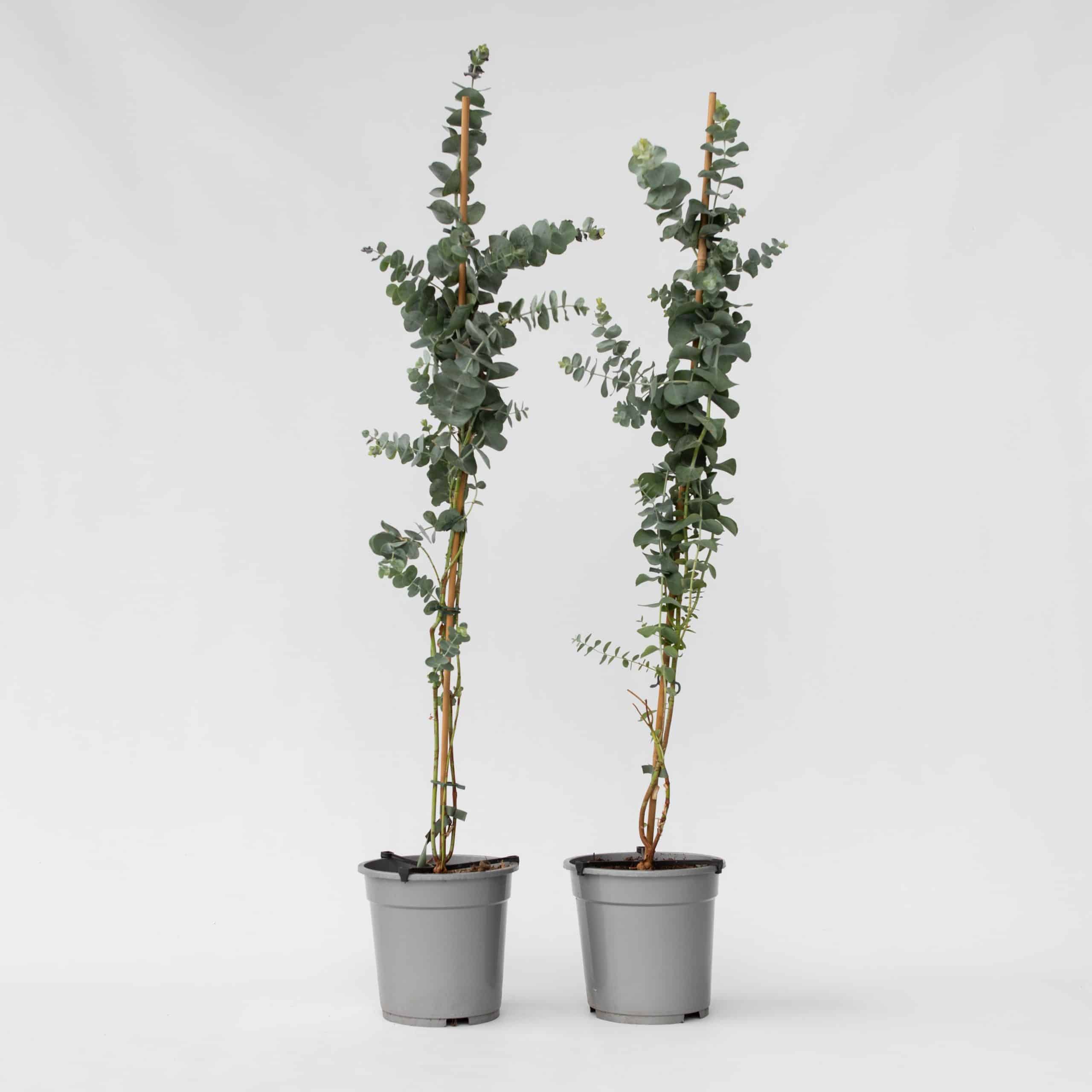 Plant in a Box - Eukalyptus - 2 Stk - Eucalyptus cinerea 'Silver Dollar' - Höhe 90-110cm - Topf 19cm