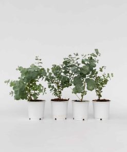 Plant in a Box - Eukalyptus - 4 Stk - Eucalyptus 'Pulverulenta' - Höhe 25-40cm - Topf 12cm