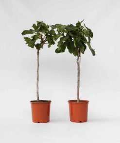 Plant in a Box - Feigenbaum - 2 Stk - Ficus Carica - Höhe 70-90cm - Topf 21cm