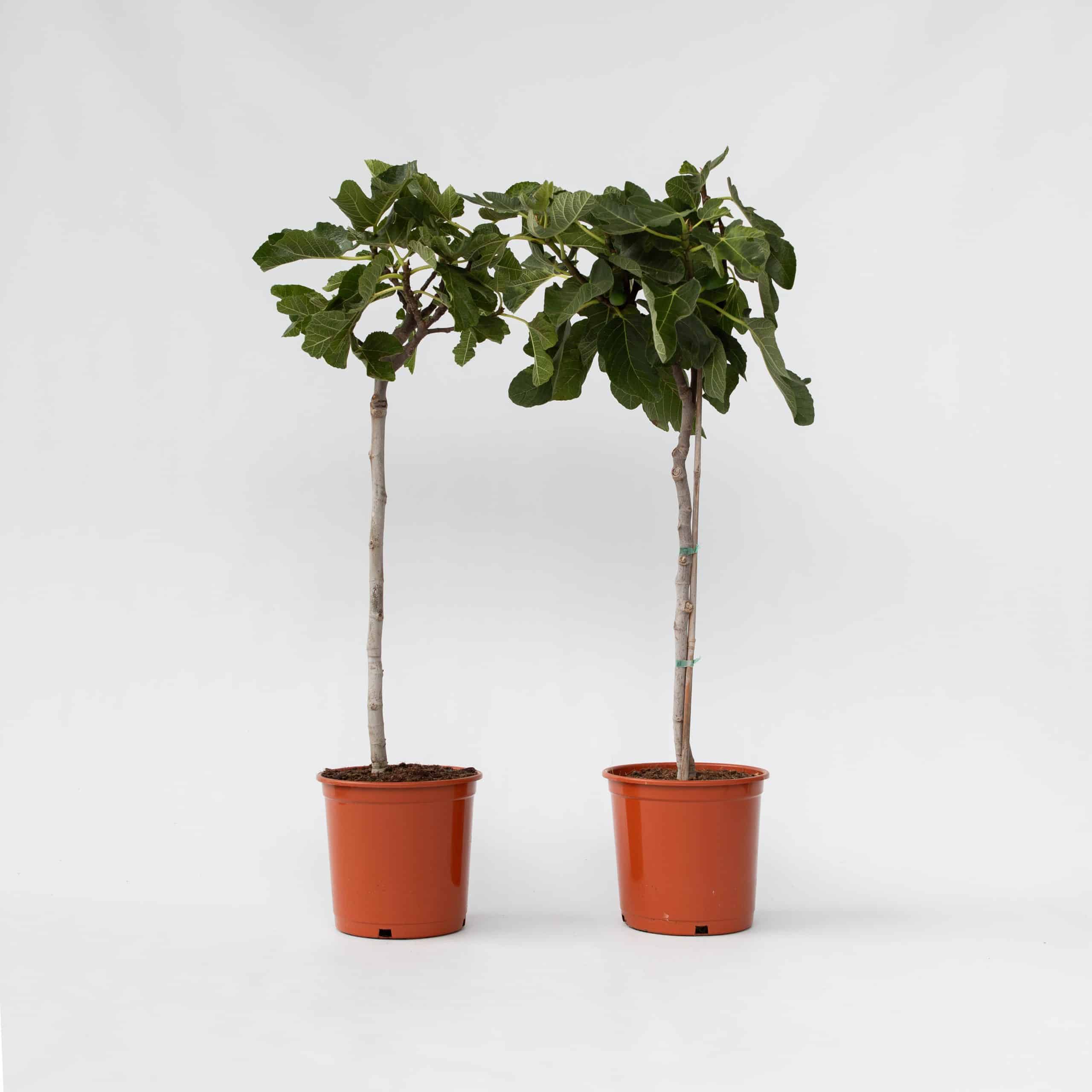 Plant in a Box - Feigenbaum - 2 Stk - Ficus Carica - Höhe 70-90cm - Topf 21cm