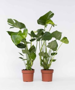 Plant in a Box - Fensterblatt - 2 Stk - Monstera deliciosa - Höhe 50-60cm - Topf 17cm