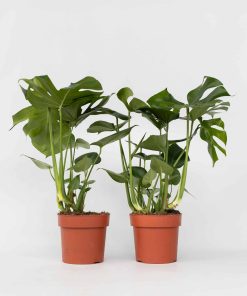 Plant in a Box - Fensterblatt - 2 Stk - Monstera deliciosa - Höhe 70-80cm - Topf 21cm