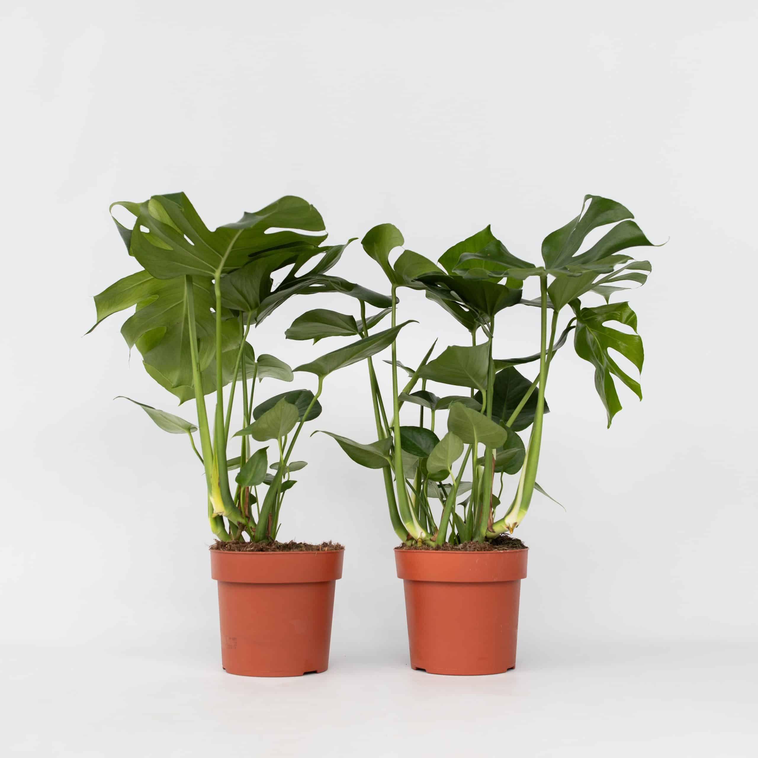 Plant in a Box - Fensterblatt - 2 Stk - Monstera deliciosa - Höhe 70-80cm - Topf 21cm