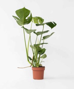 Plant in a Box - Fensterblatt - Monstera deliciosa - Höhe 50-60cm - Topf 17cm