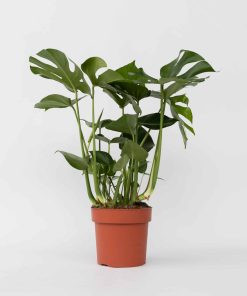 Plant in a Box - Fensterblatt - Monstera deliciosa - Höhe 70-80cm - Topf 21cm