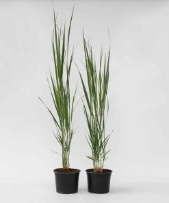 Plant in a Box - Fingergras - 2 Stk - Panicum virgatum 'Northwind' - Höhe 40-60cm - Topf 23cm