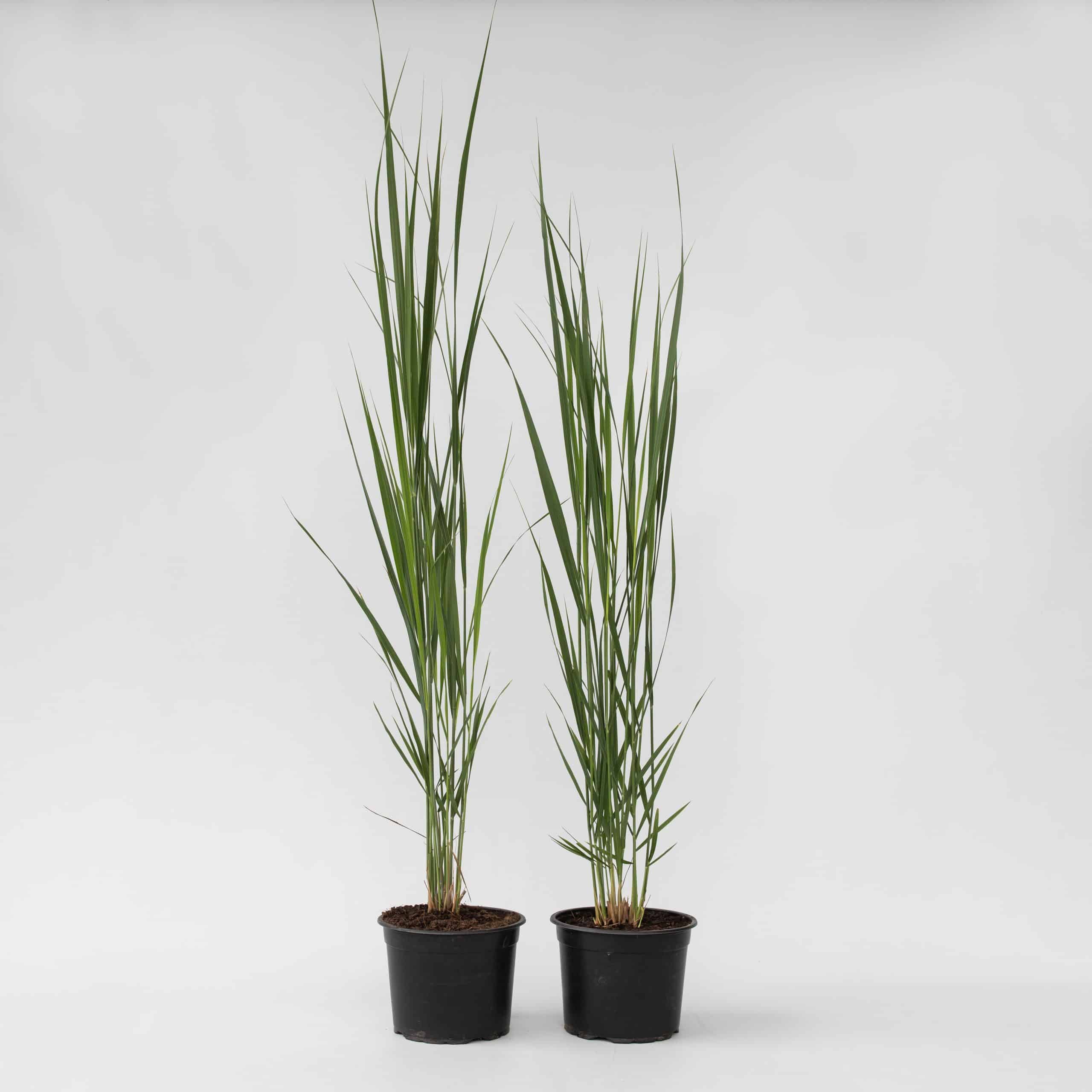 Plant in a Box - Fingergras - 2 Stk - Panicum virgatum 'Northwind' - Höhe 40-60cm - Topf 23cm