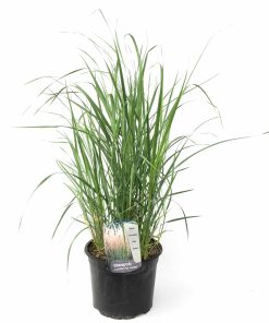 Plant in a Box - Fingergras - Panicum virgatum 'Heavy Metal' - Höhe 40-60cm - Topf 23cm