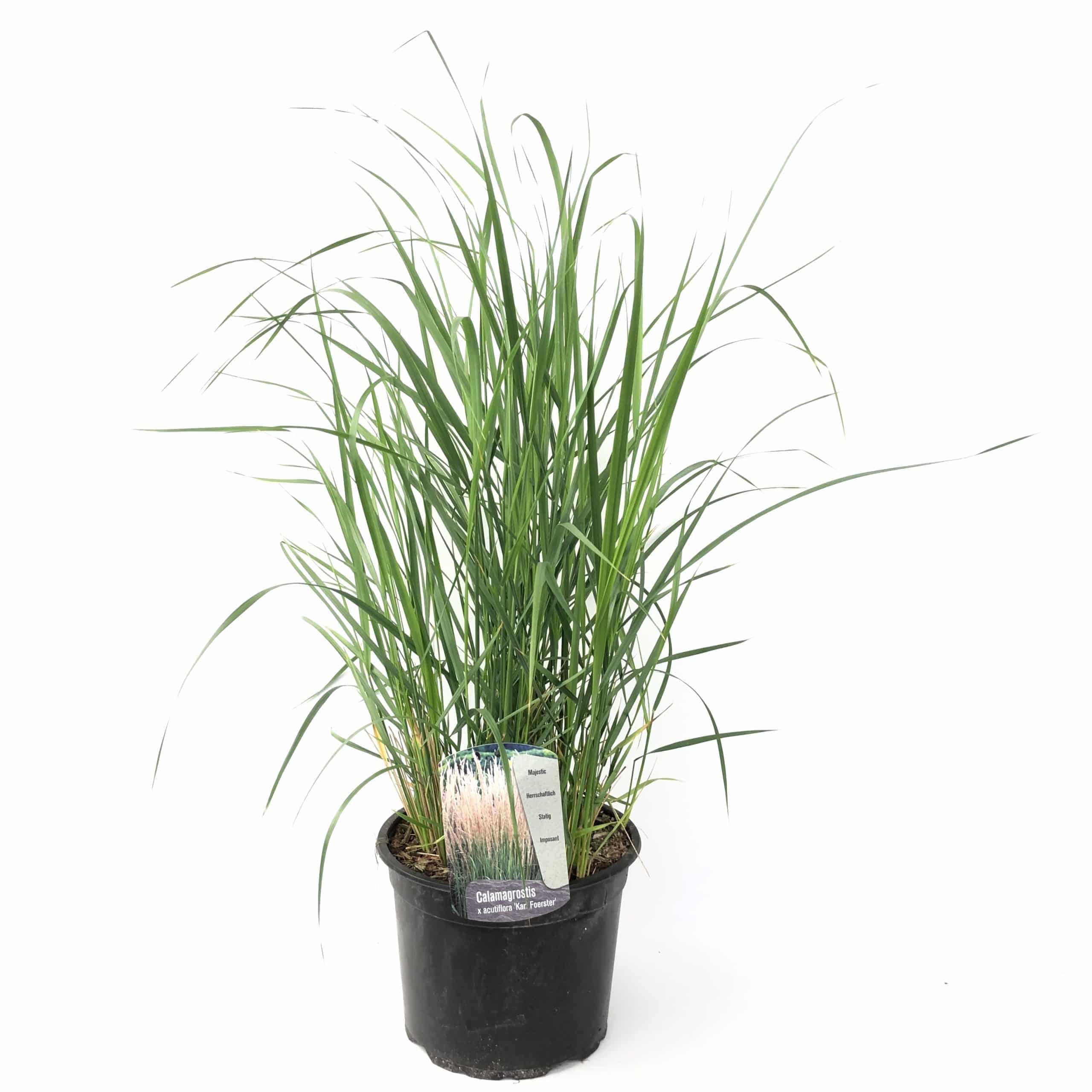 Plant in a Box - Fingergras - Panicum virgatum 'Heavy Metal' - Höhe 40-60cm - Topf 23cm
