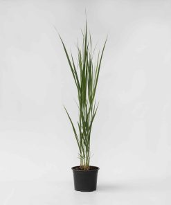 Plant in a Box - Fingergras - Panicum virgatum 'Northwind' - Höhe 40-60cm - Topf 23cm