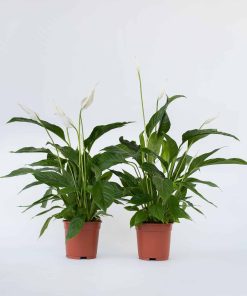 Plant in a Box - Friedenslilie - Einblatt - 2 Stk - Spathiphyllum 'Lima' - Höhe 60-75cm - Topf 17cm