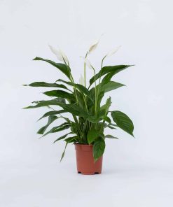 Plant in a Box - Friedenslilie - Einblatt - Spathiphyllum 'Lima' - Höhe 60-75cm - Topf 17cm