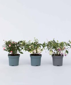 Plant in a Box - Fuchsie - 6 Stk - Fuchsia magellanica - Höhe 10-20cm - Topf 9cm