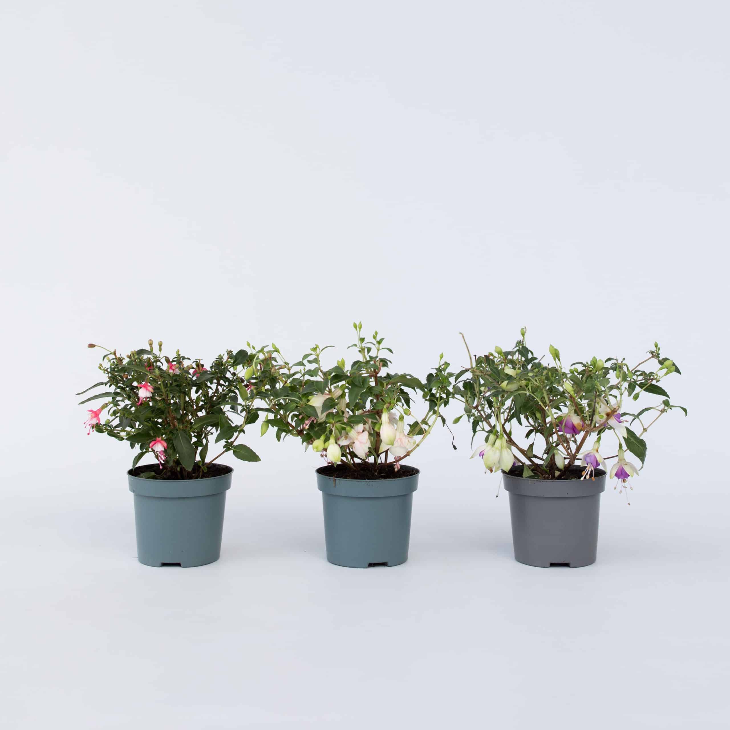 Plant in a Box - Fuchsie - 6 Stk - Fuchsia magellanica - Höhe 10-20cm - Topf 9cm