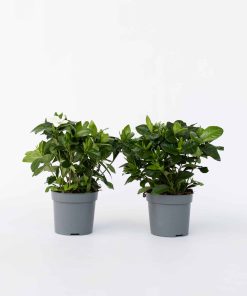 Plant in a Box - Gardenie - 2 Stk - Gardenia jasminoides - Höhe 20-30cm - Topf 13cm