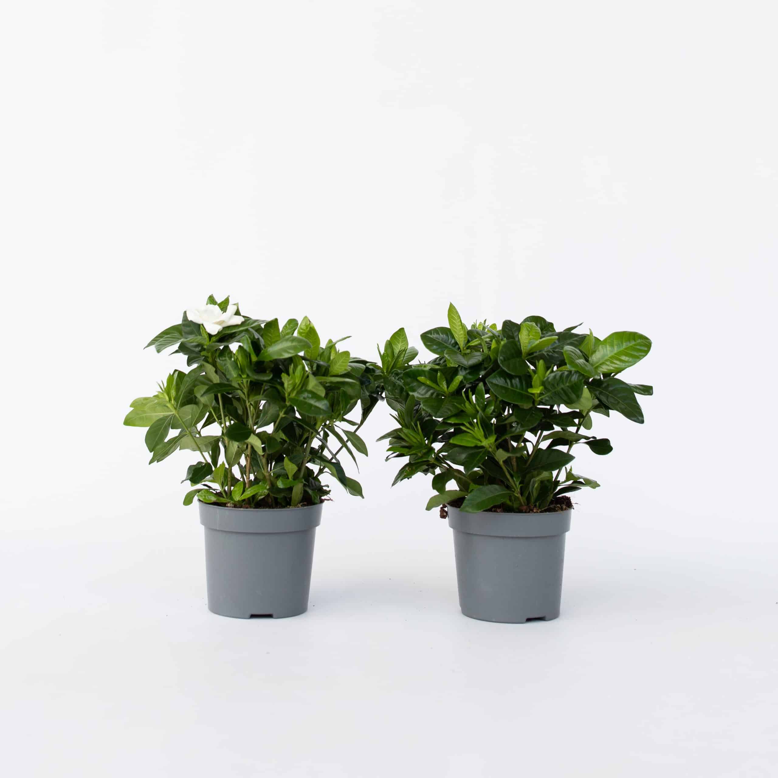 Plant in a Box - Gardenie - 2 Stk - Gardenia jasminoides - Höhe 20-30cm - Topf 13cm