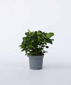 Plant in a Box - Gardenie - Gardenia jasminoides - Höhe 20-30cm - Topf 13cm