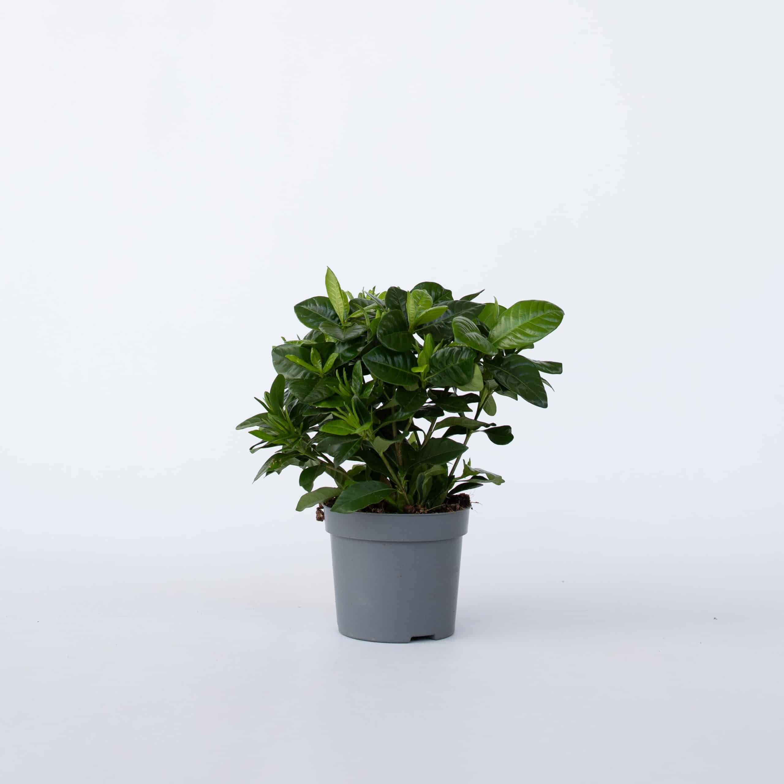 Plant in a Box - Gardenie - Gardenia jasminoides - Höhe 20-30cm - Topf 13cm