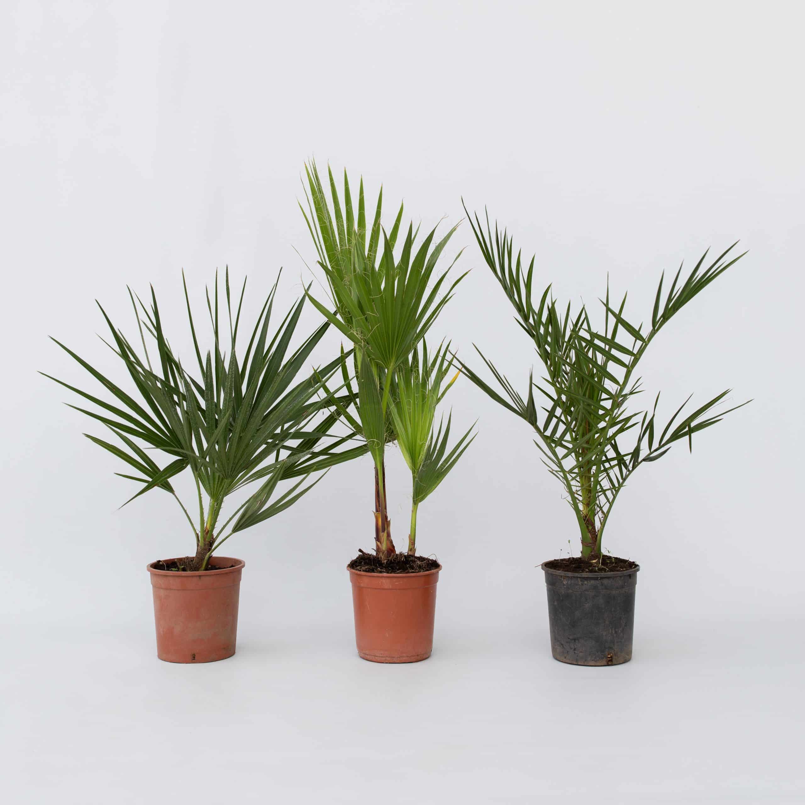 Plant in a Box - Gartenpalmen - 3 Stk - Phoenix