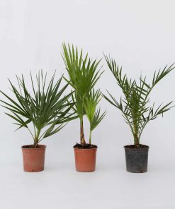 Plant in a Box - Gartenpalmen - 6 Stk - Phoenix