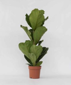 Plant in a Box - Geigenpflanze - 2 Stk - Ficus Lyrata - Höhe 70-90cm - Topf 21cm