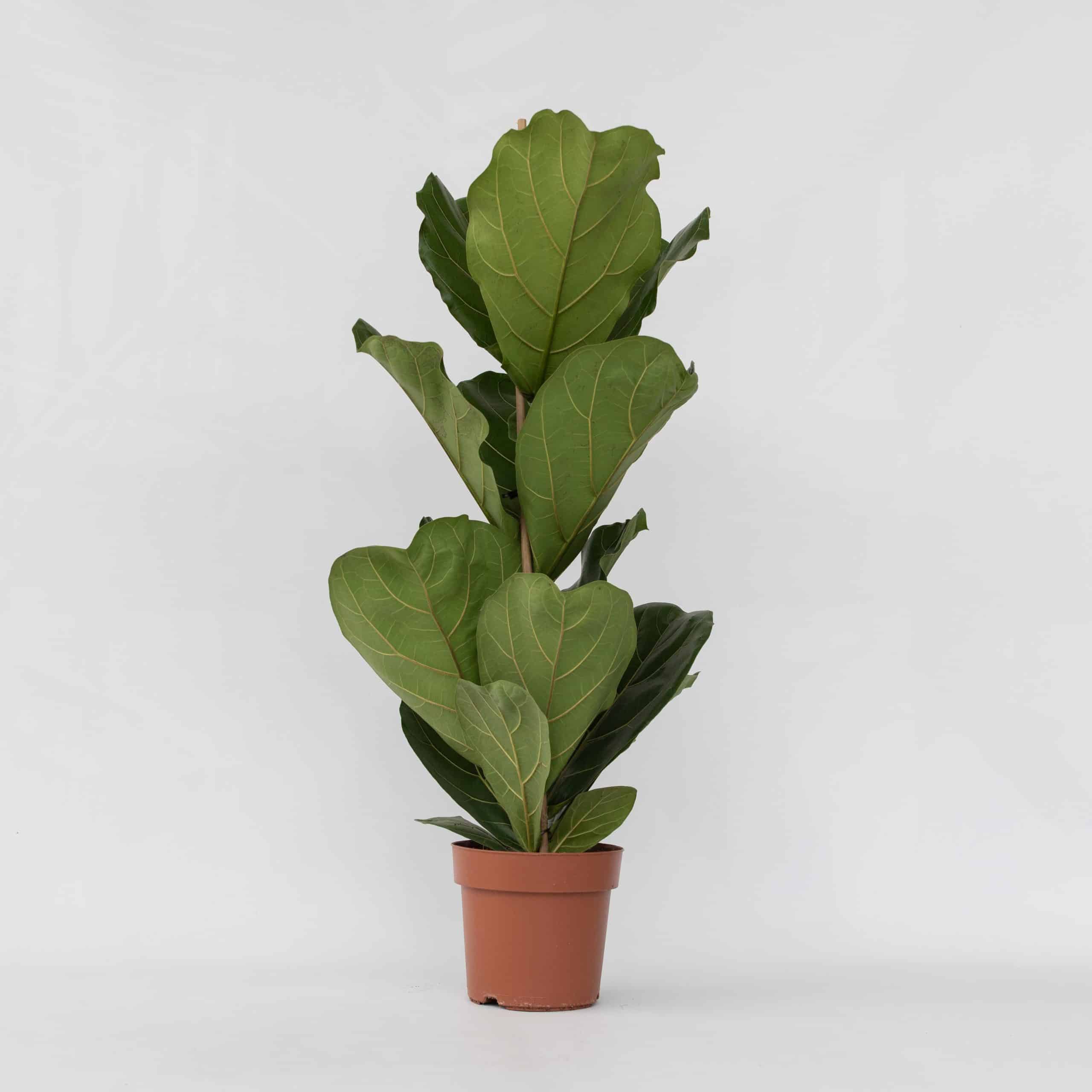 Plant in a Box - Geigenpflanze - 2 Stk - Ficus Lyrata - Höhe 70-90cm - Topf 21cm