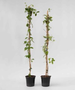 Plant in a Box - Geißblatt - 2 Stk - Lonicera 'American Beauty' - Höhe 110-120cm - Topf 17cm