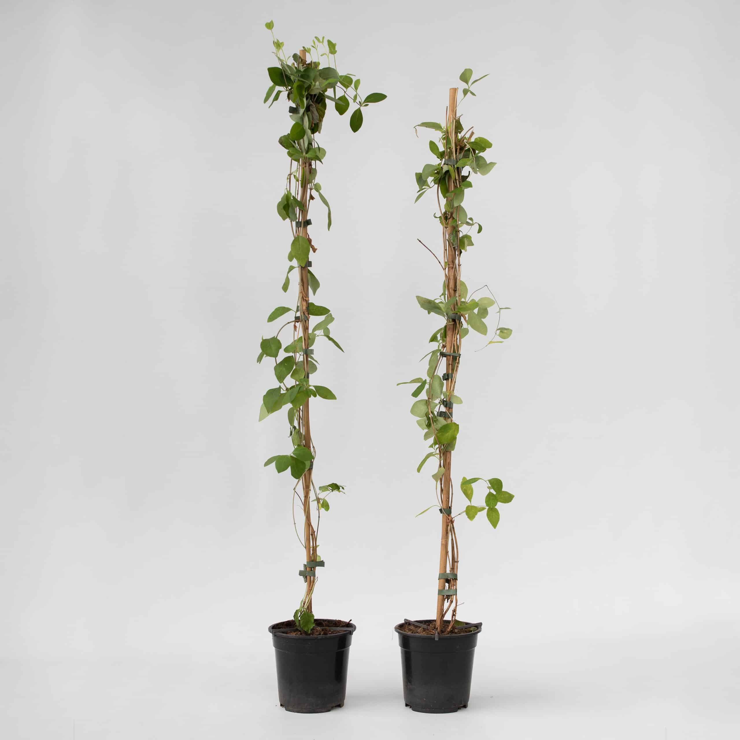 Plant in a Box - Geißblatt - 2 Stk - Lonicera 'American Beauty' - Höhe 110-120cm - Topf 17cm