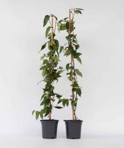 Plant in a Box - Geißblatt - 2 Stk - Lonicera henryi 'Copper Beauty' - Höhe 110-120cm - Topf 17cm