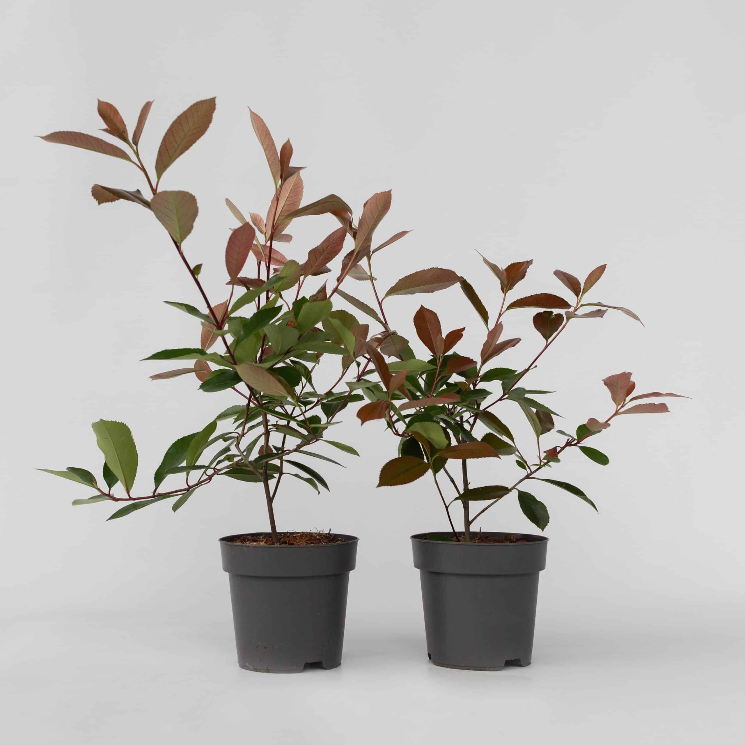 Plant in a Box - Glanzmispel - 2 Stk - Photinia fraseri 'Red Robin' - Höhe 30-40cm - Topf 17cm
