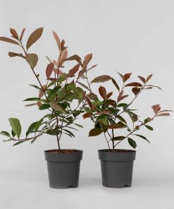 Plant in a Box - Glanzmispel - 4 Stk - Photinia fraseri 'Red Robin' - Höhe 30-40cm - Topf 17cm