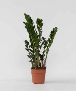 Plant in a Box - Glücksfeder - Zamioculcas Zamiifolia - Höhe 55-65cm - Topf 17cm