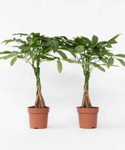 Plant in a Box - Glückskastanie - 2 Stk - Pachira aquatica - Höhe 60-70cm - Topf 17cm