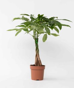 Plant in a Box - Glückskastanie - Pachira aquatica - Höhe 60-70cm - Topf 17cm