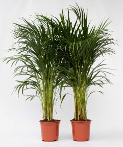 Plant in a Box - Goldfruchtpalme - 2 Stk - Dypsis lutescens - Höhe 100-120cm - Topf 21cm