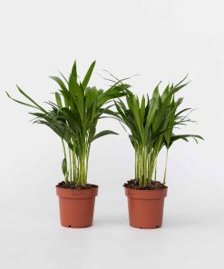 Plant in a Box - Goldfruchtpalme - 2 Stk - Dypsis lutescens - Höhe 30-45cm - Topf 12cm