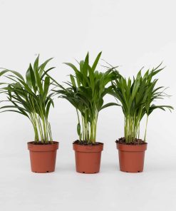Plant in a Box - Goldfruchtpalme - 3 Stk - Dypsis lutescens - Höhe 30-45cm - Topf 12cm