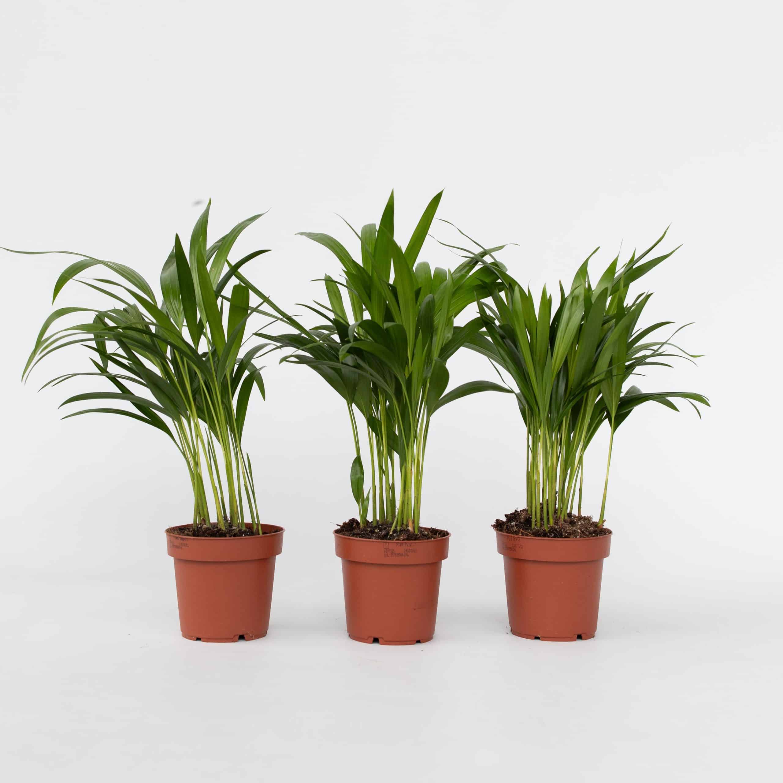 Plant in a Box - Goldfruchtpalme - 3 Stk - Dypsis lutescens - Höhe 30-45cm - Topf 12cm