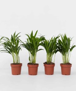 Plant in a Box - Goldfruchtpalme - 4 Stk - Dypsis lutescens - Höhe 30-45cm - Topf 12cm