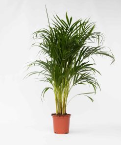 Plant in a Box - Goldfruchtpalme - Dypsis lutescens - Höhe 100-120cm - Topf 21cm