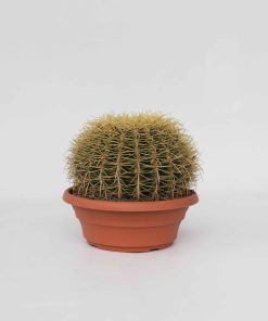 Plant in a Box - Goldkugelkaktus - Echinocactus grusonii - Höhe 25-35cm - Topf 25cm