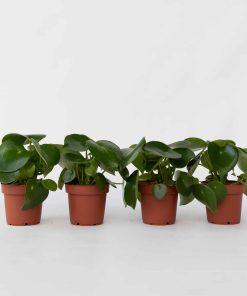 Plant in a Box - Großblättrige Zierpfeffer - 4 Stk - Peperomia polybotrya - Höhe 20-30cm - Topf 12cm