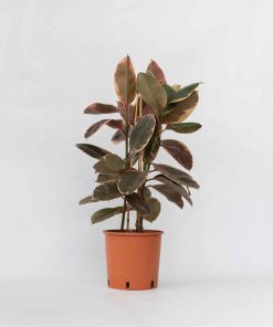 Plant in a Box - Gummibaum - Ficus Elastica 'Belize' - Höhe 75-100cm - Topf 24cm
