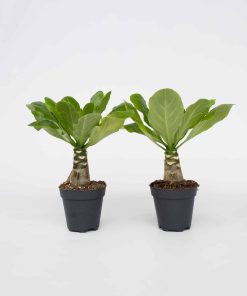 Plant in a Box - Hawaiian Palme - 2 Stk - Brighamia 'Insignis' - Höhe 25-35cm - Topf 12cm