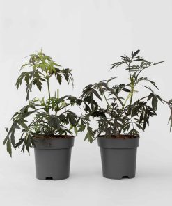 Plant in a Box - Holunder - 2 Stk - Sambucus nigra 'Black Lace' - Höhe 25-40cm - Topf 17cm
