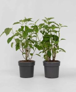 Plant in a Box - Hortensie - 2 Stk - Hydrangea 'Strong Annabelle' - Höhe 30-40cm - Topf 19cm