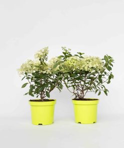 Plant in a Box - Hortensie - 2 Stk - Hydrangea paniculata 'Bobo' - Höhe 25-40cm - Topf 19cm