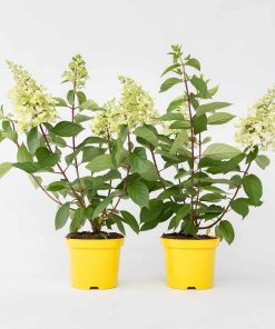 Plant in a Box - Hortensie - 2 Stk - Hydrangea paniculata 'Candlelight' - Höhe 25-40cm - Topf 19cm